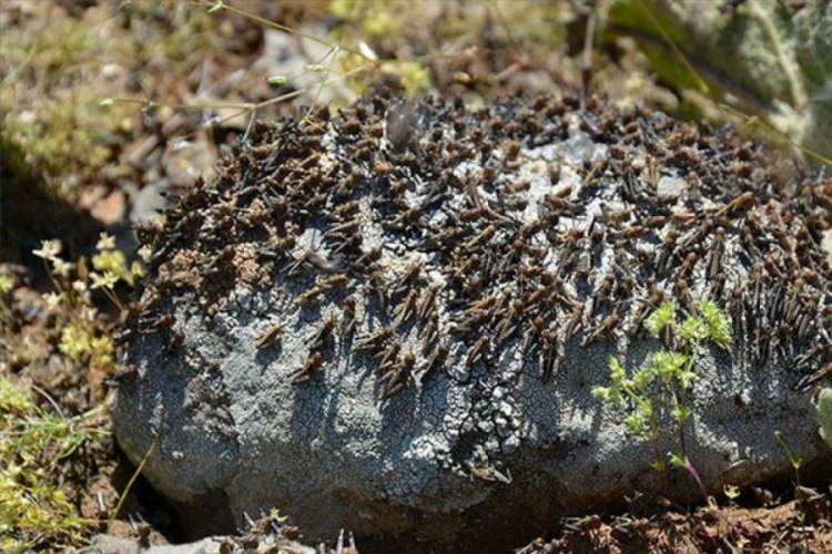 Uganda'da halk, tarlaları istila eden çekirgeleri yiyor