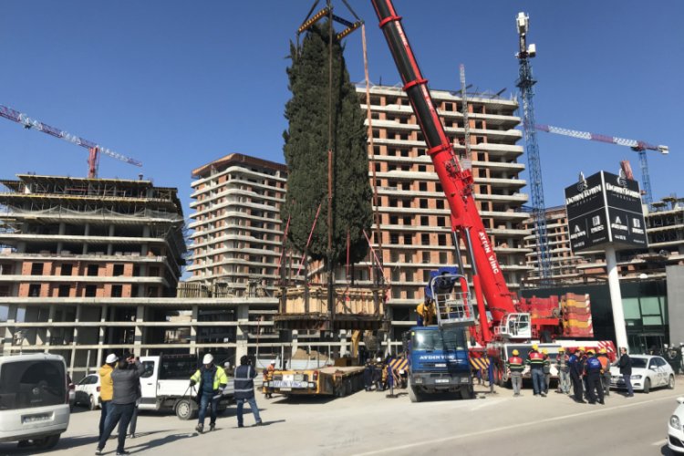 Bursa'da 55 yıllık selvi ağacı işte böyle taşındı