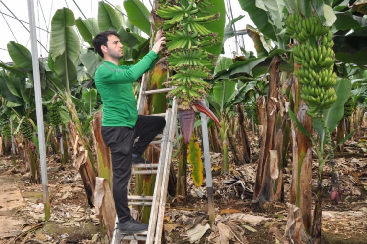 Muz üreticisinin 'stok' endişesi