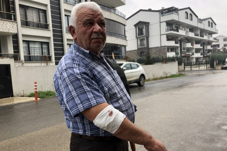 Bursa'da başıboş köpekler yaşlı adama saldırdı, hastanelik etti
