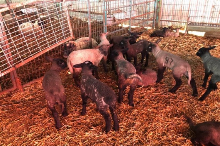 Bursa'da bu koyunlardan almak için 6 ay sıra beklemeniz gerekiyor
