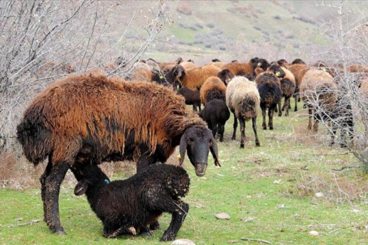 Süt kuzularının anneleriyle buluşması renkli görüntüler oluşturdu