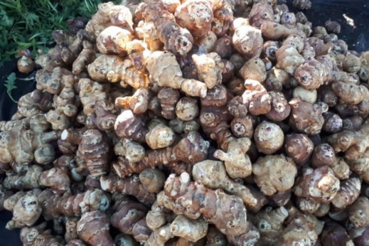 Bağışıklık sistemini güçlendiren yer elması ilgi görüyor