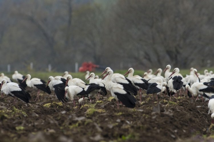 Binlerce leylek Bursa Karacabey'de mola verdi