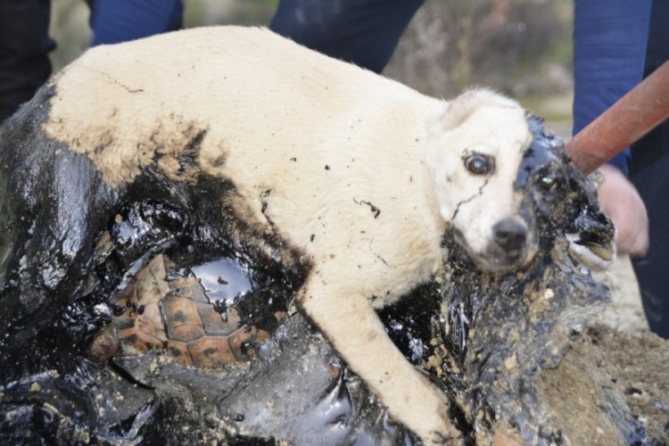 Zifte yapışan köpek ve kaplumbağalar iki gün kurtarılmayı bekledi