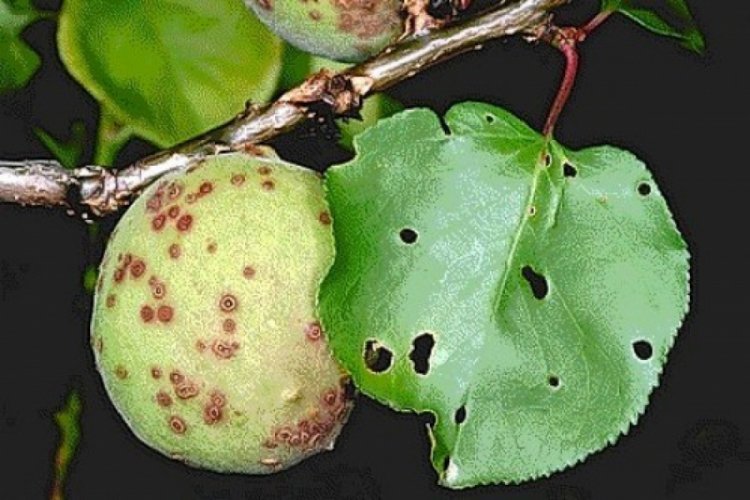 Kayısı bahçelerinde çil hastalığı riski arttı