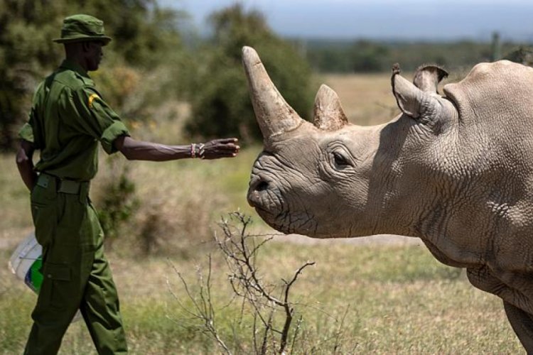 Afrika'da nesli tükenmekte olan gergedanların sayısı giderek artıyor