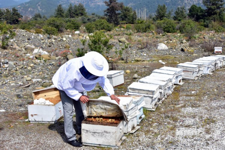 Propolisin kilosu 2 bin liradan satılıyor