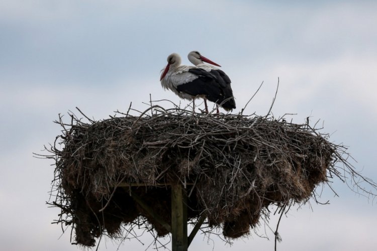 Bursa'nın ''Leylek Köyü'' Eskikaraağaç kuş cenneti olacak 