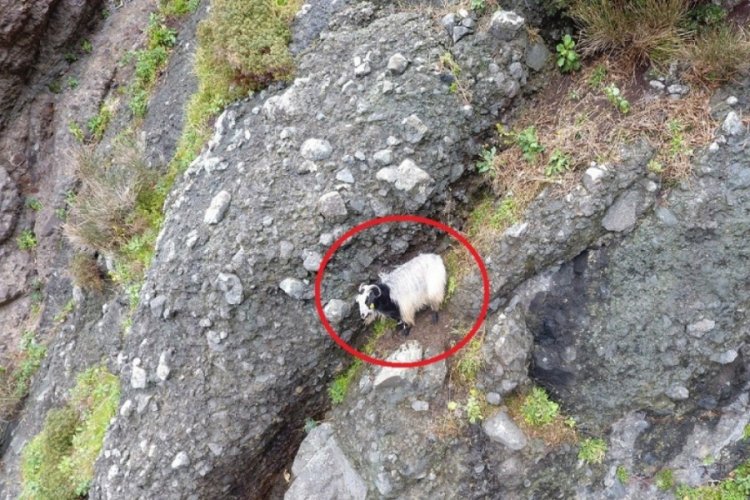 13 gün dayanabildi... Mahsur kalan keçi uçurumdan düştü