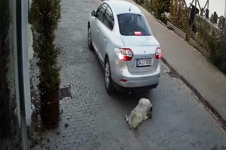 Ezdiği köpeğe önce baktı sonra kaçtı!