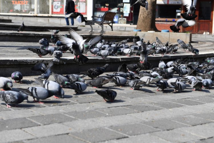 Bursa'da aç kalan güvercinler beslendi
