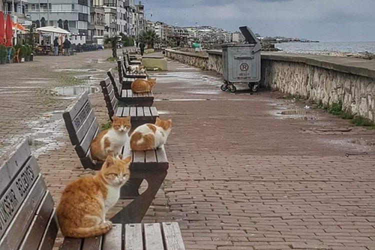 Bursa'da deniz kıyıları kedilere kaldı