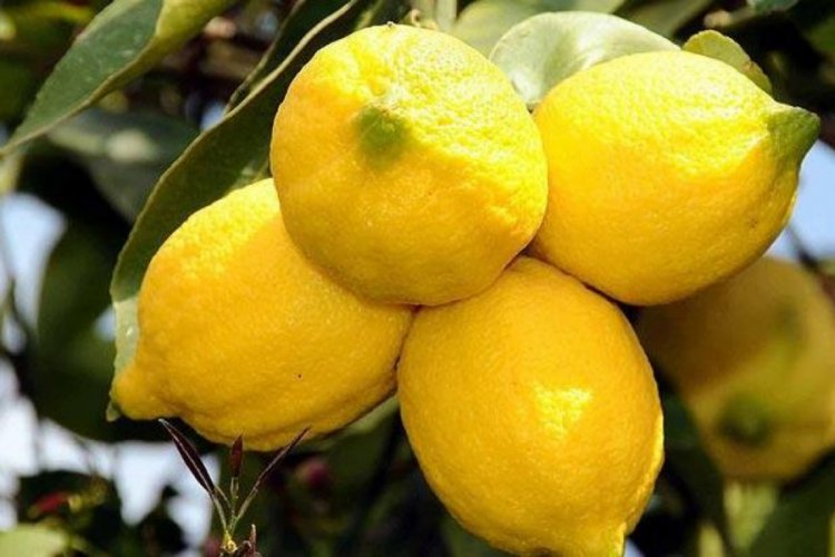 Limon ihracatı izne tabi tutuldu