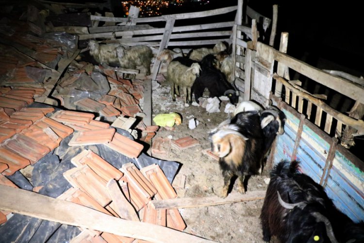 Mandıra çöktü: 6 hayvan telef oldu