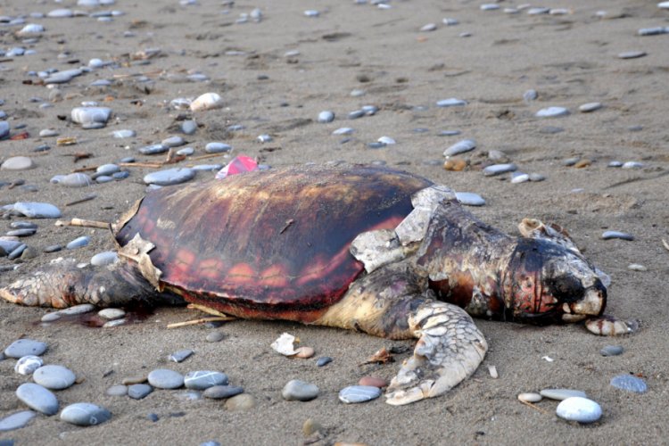 Caretta caretta ölüsü sahile vurdu