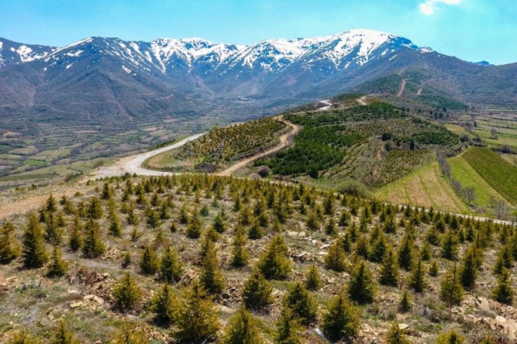 İzmir'e 10 yılda 28 milyon adet fidan