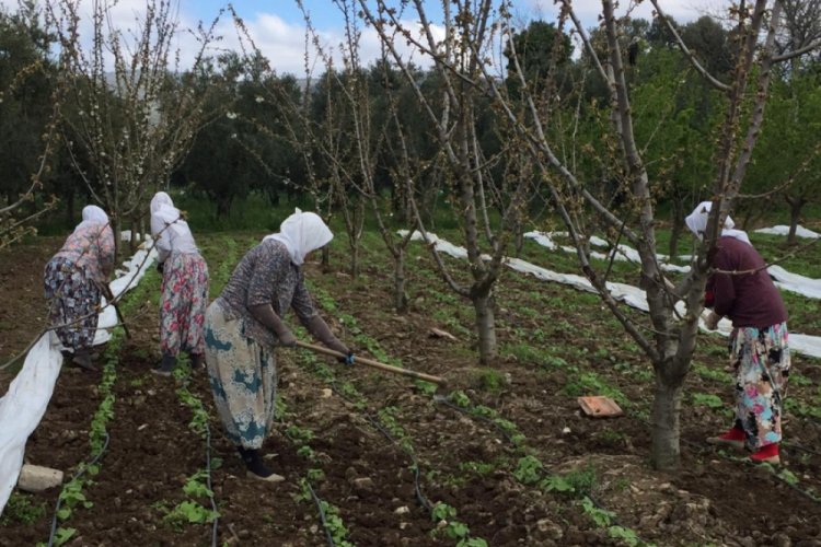 Bursa'da taze fasulyelerin tohumları çıktı