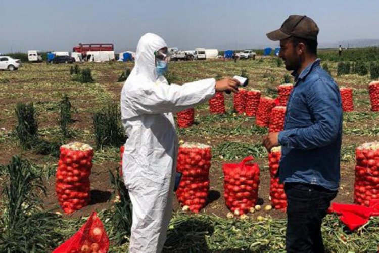 Mevsimlik işçilere tarlada sağlık taraması