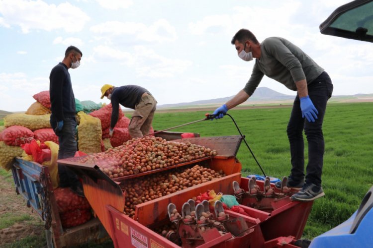 Patates üretiminde bu yıl yüzde 10 artış bekleniyor