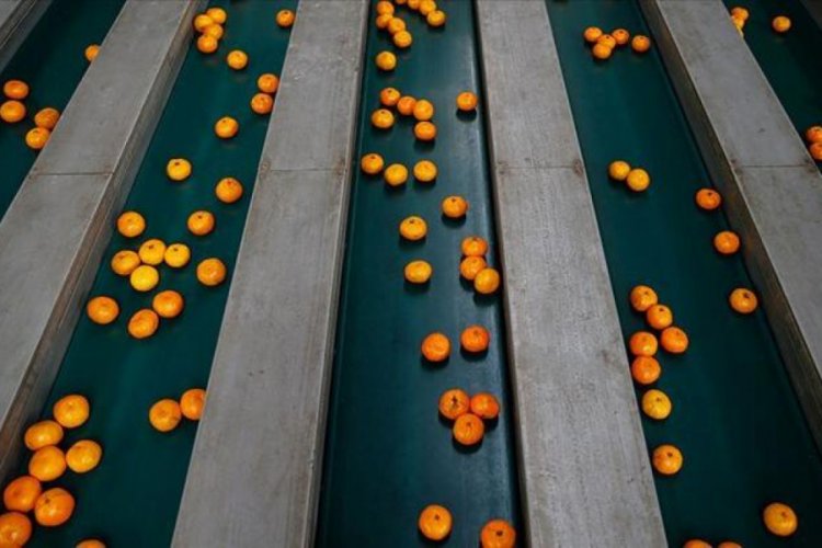 Rusya'ya mandalina ihracatı ilk çeyrekte yüzde 49 arttı