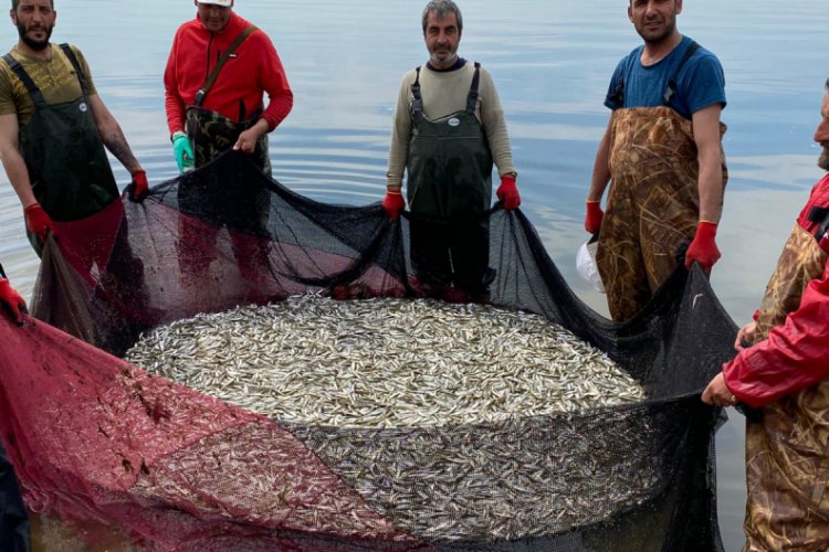 Bursa İznik'te gümüş balığı bereketi