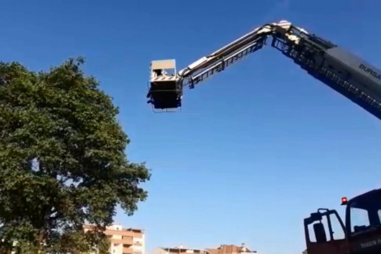 Bursa'da yavru kuşun yardımına itfaiye yetişti