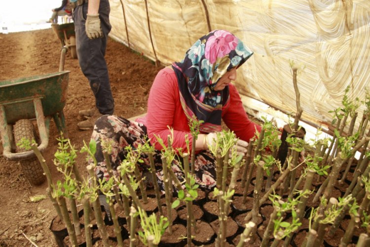 Bursa'da zeytin fidanı üretiminde yeni sezon başladı