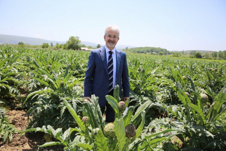 Bursa Nilüfer Belediye Başkanı Erdem'den enginar üreticisine destek