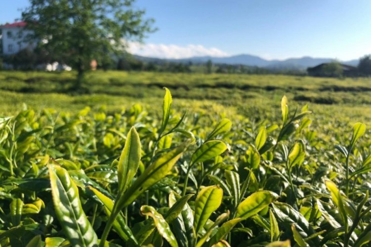 Lipton hasat için önlem programını açıkladı