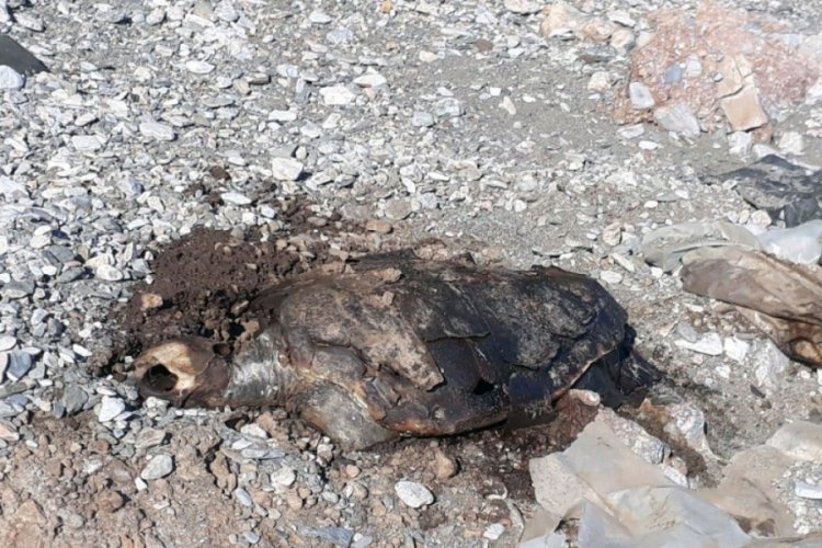 Gökova sahilinde ölü caretta bulundu