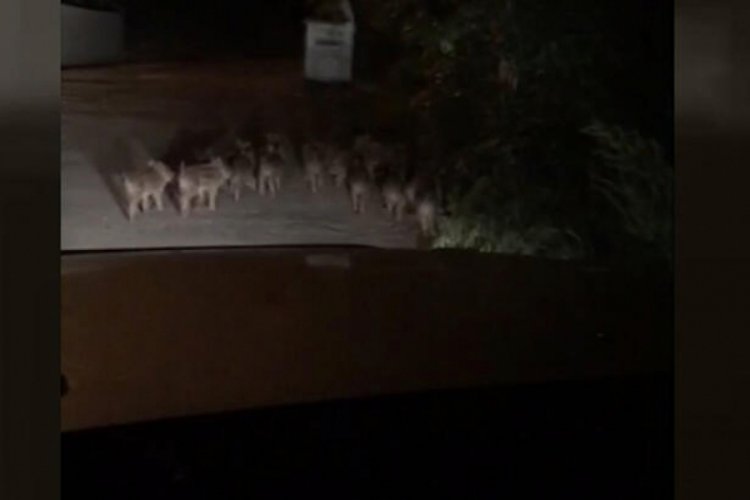 Zonguldak'ta yavru domuzlar, mahalleye indi