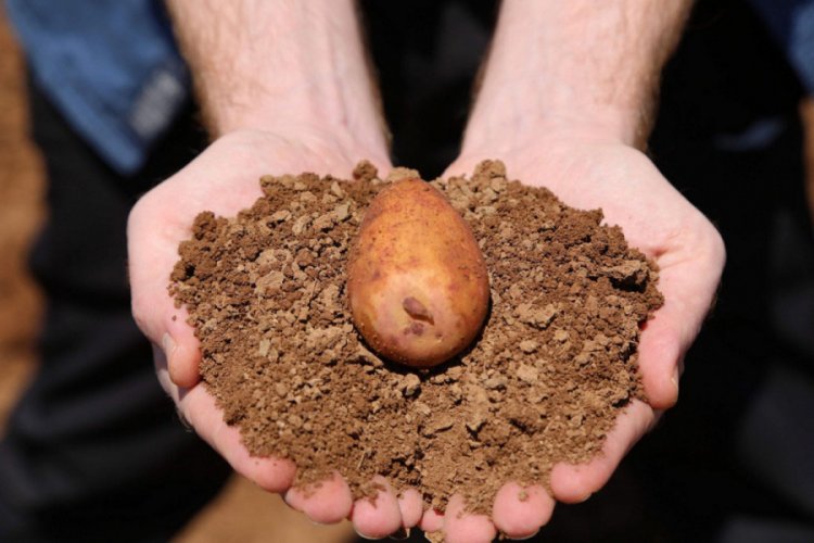 Patates ve şeker pancarı ekimi başladı