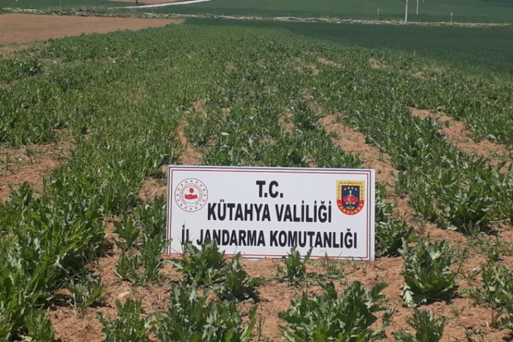 69 bin kök kaçak ekilmiş haşhaş bitkisi ele geçirildi