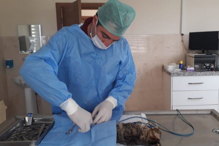 Bursa'da kazazede kedi ameliyat edildi