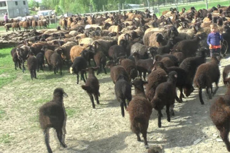 Kuzuların, anneleriyle buluşmasında renkli görüntüler
