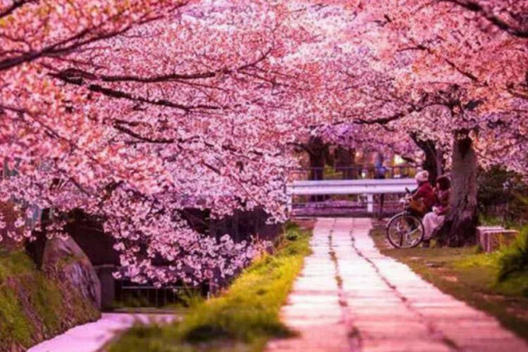 Sakura nedir, ne anlama gelmektedir?