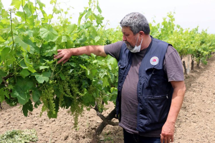 Üzüm bağlarında sıcak hava tehlikesi