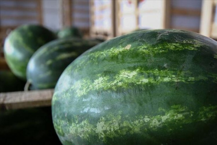 Türkiye karpuz ihracatına hızlı başladı