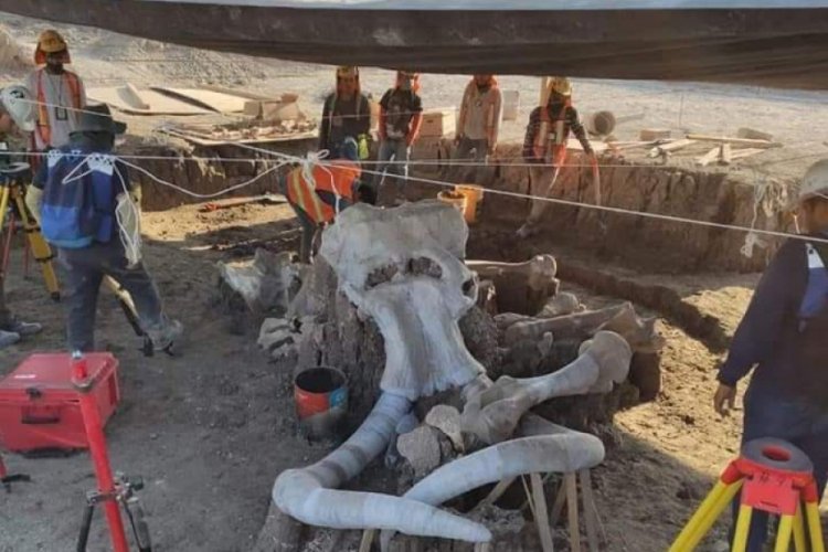 Meksika'da mamut kalıntıları bulundu