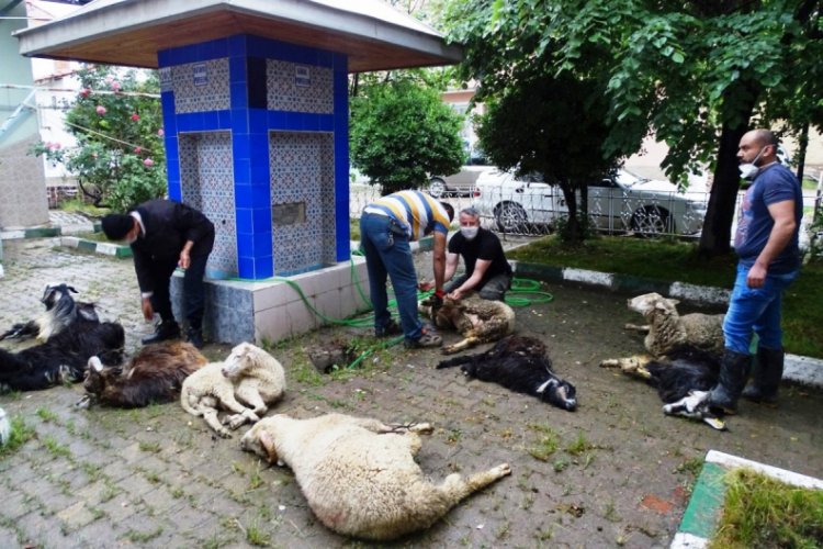 'Koronavirüs bitsin' diye 11 küçükbaş, 2 büyükbaş kurban kestiler