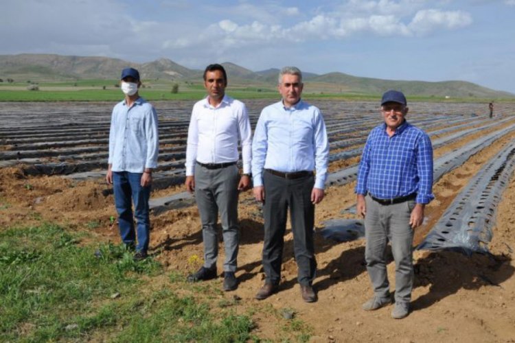 Çiftçilere 326 bin çilek fidesi dağıtıldı