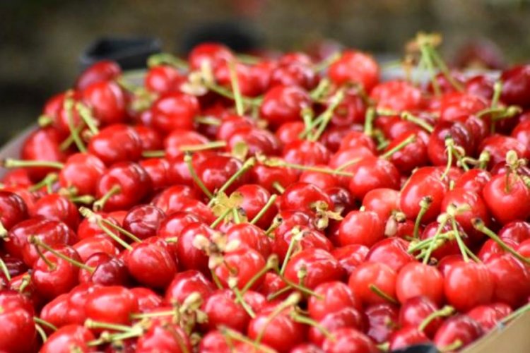 Bursa'nın ilk kiraz hasadı Almanya'ya gönderildi