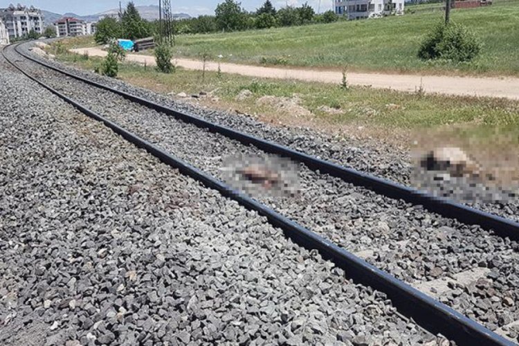 Elazığ'da tren sürüye çarptı! 21 hayvan öldü