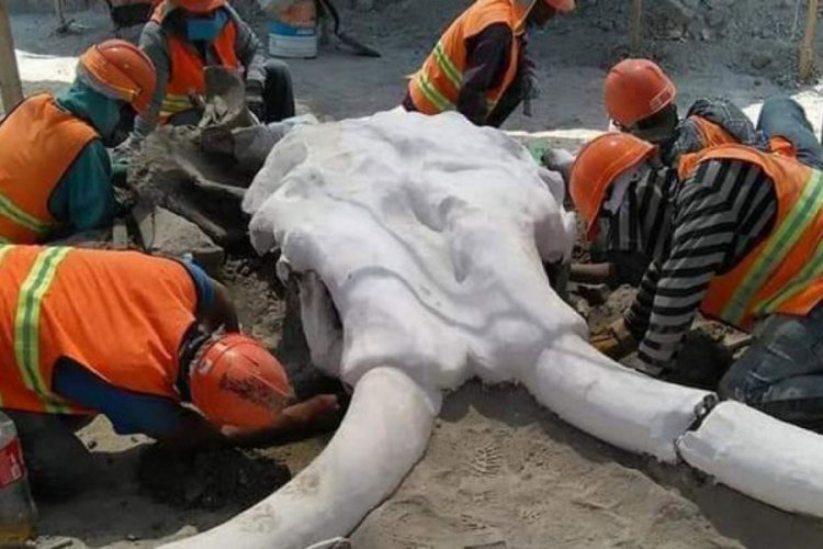 Meksika'da devasa mamut kalıntıları bulundu
