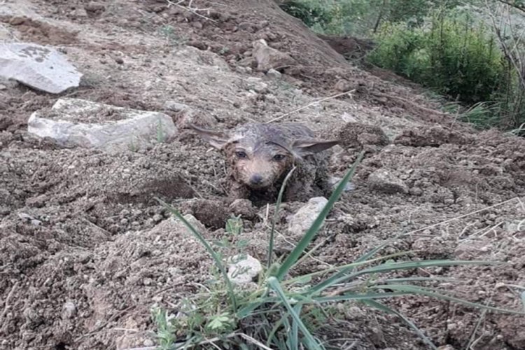 Sulama kanalından çıkan kurt yavruları şaşkınlık yaşattı
