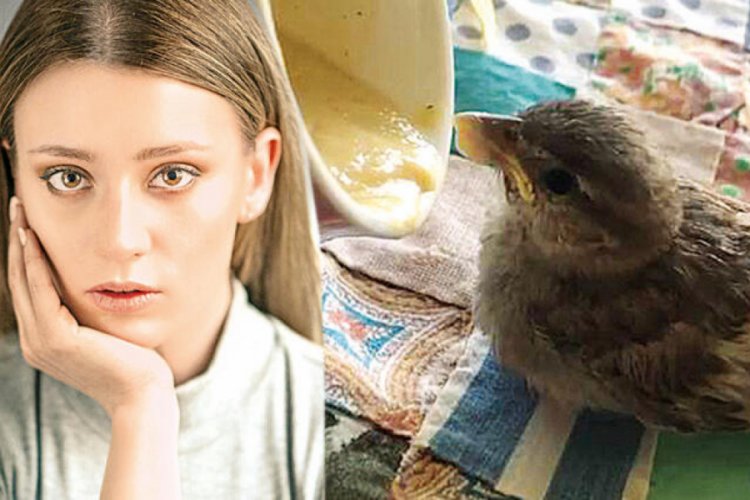 Gizem Karaca minik serçeyi kurtardı