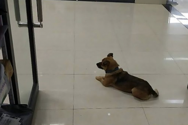 Köpek, Kovid-19'dan ölen sahibini hastanede aylarca bekledi