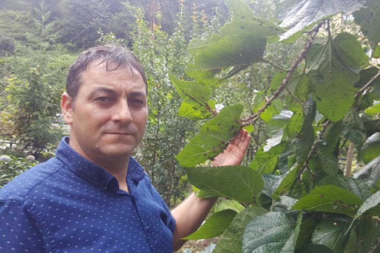 Karadeniz'de zararlı kelebek tehlikesi
