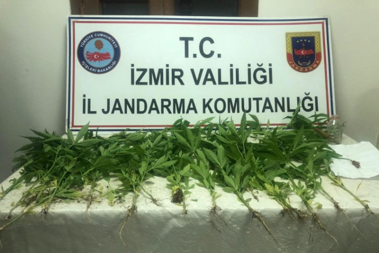 Ormanlık alanda Hint keneviri ele geçirildi